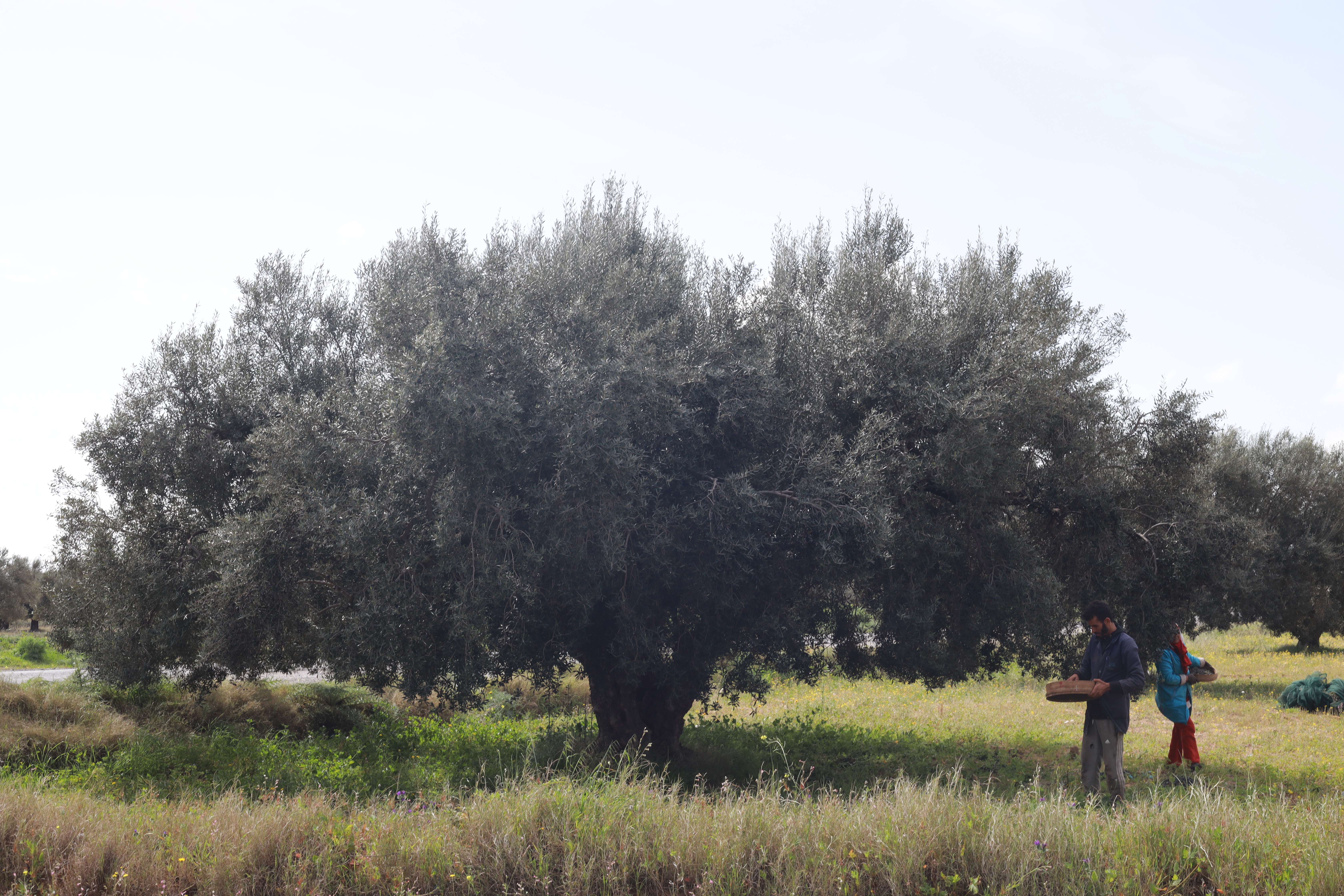 Oliviers de Zaramdine en Tunisie – Huile d’olive Fella premium