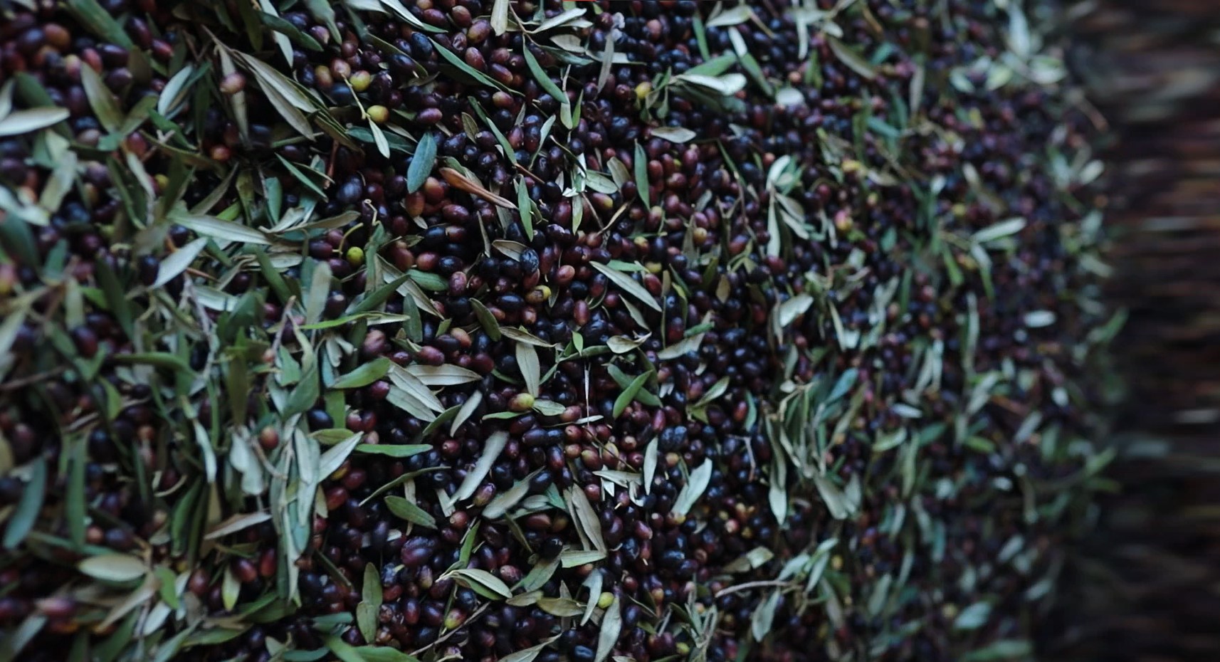 Oliviers de Zaramdine en Tunisie – Huile d’olive Fella premium