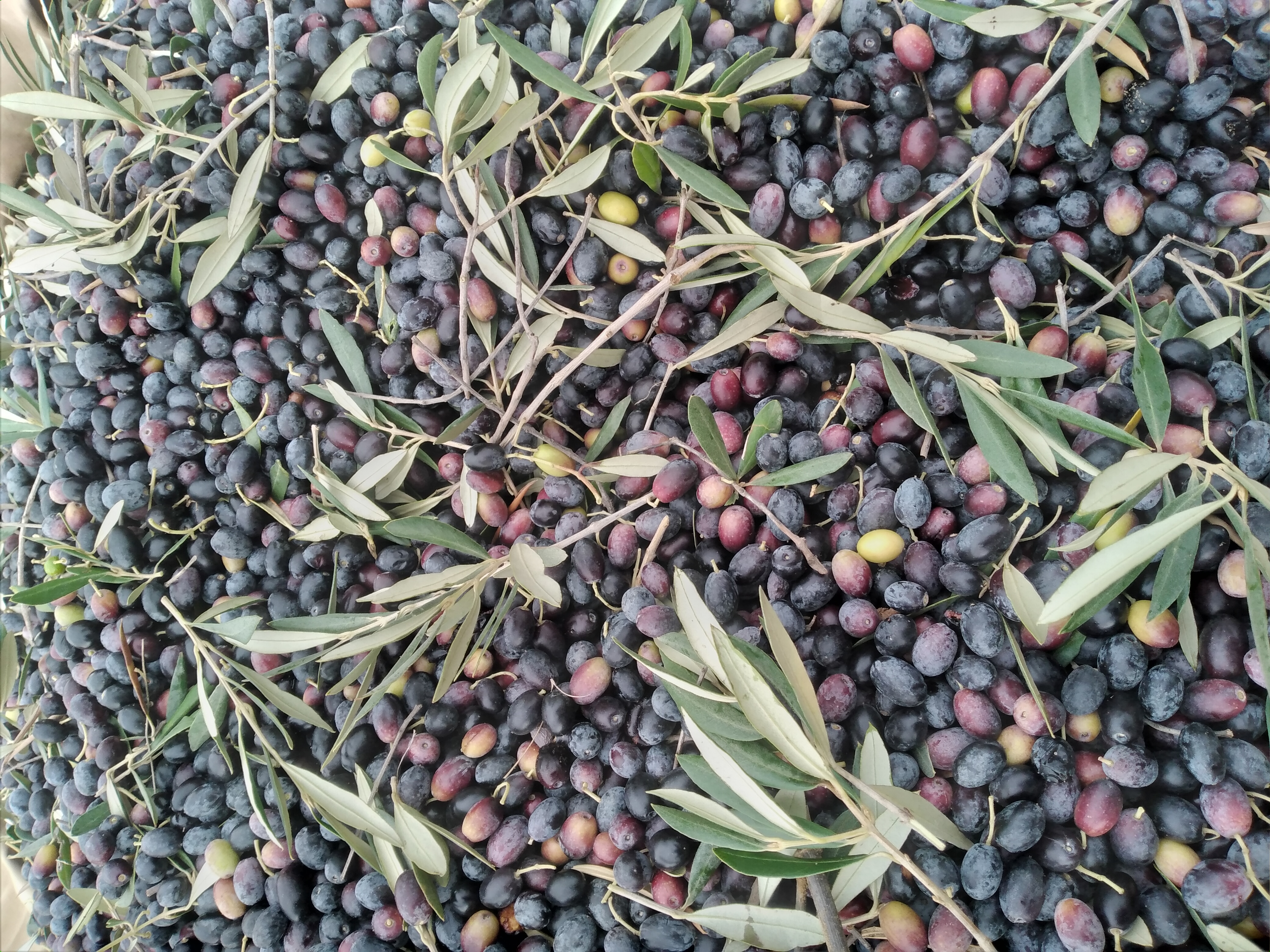 Oliviers de Zaramdine en Tunisie – Huile d’olive Fella premium