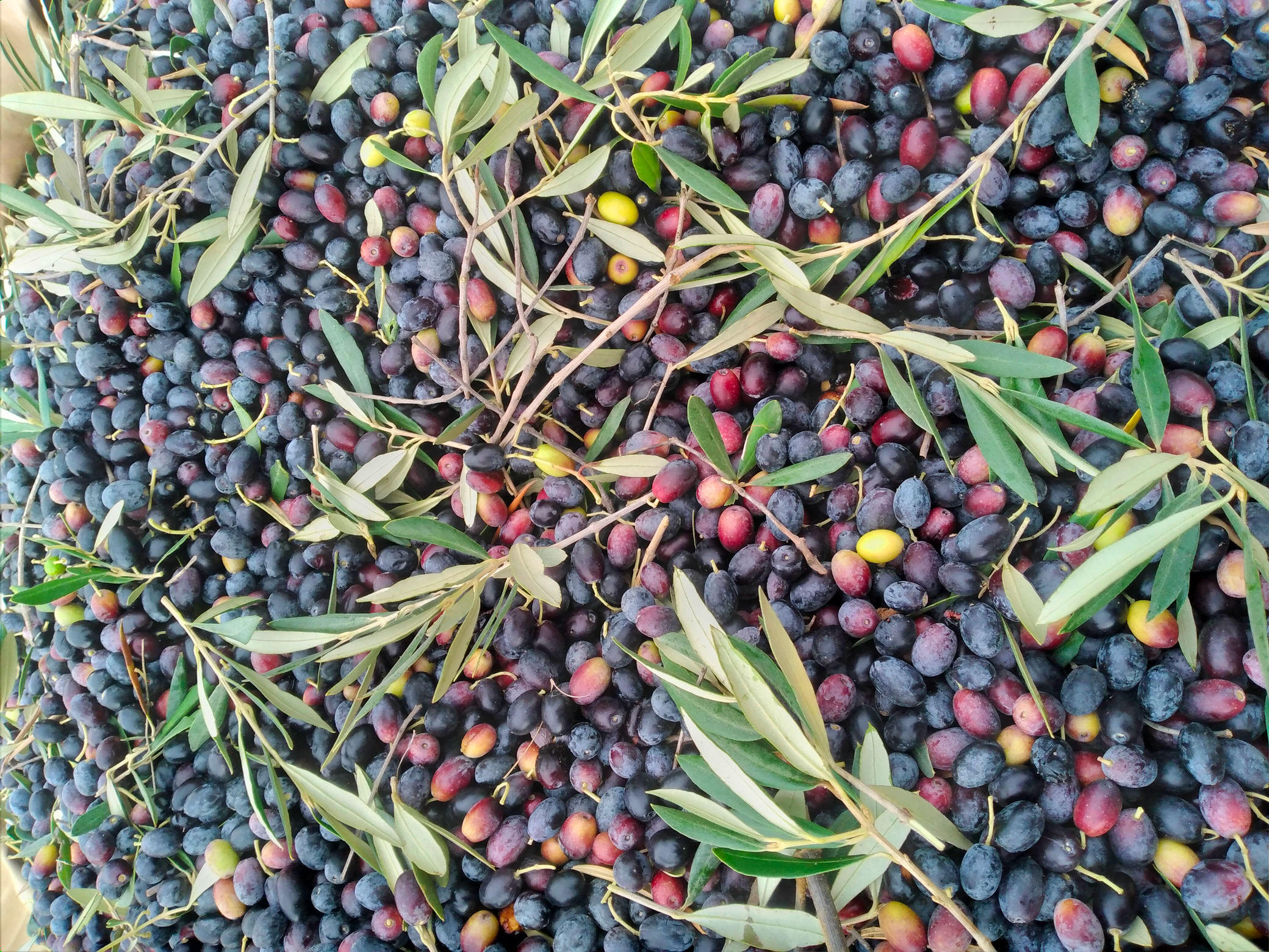 Oliviers de Zaramdine en Tunisie – Huile d’olive Fella premium