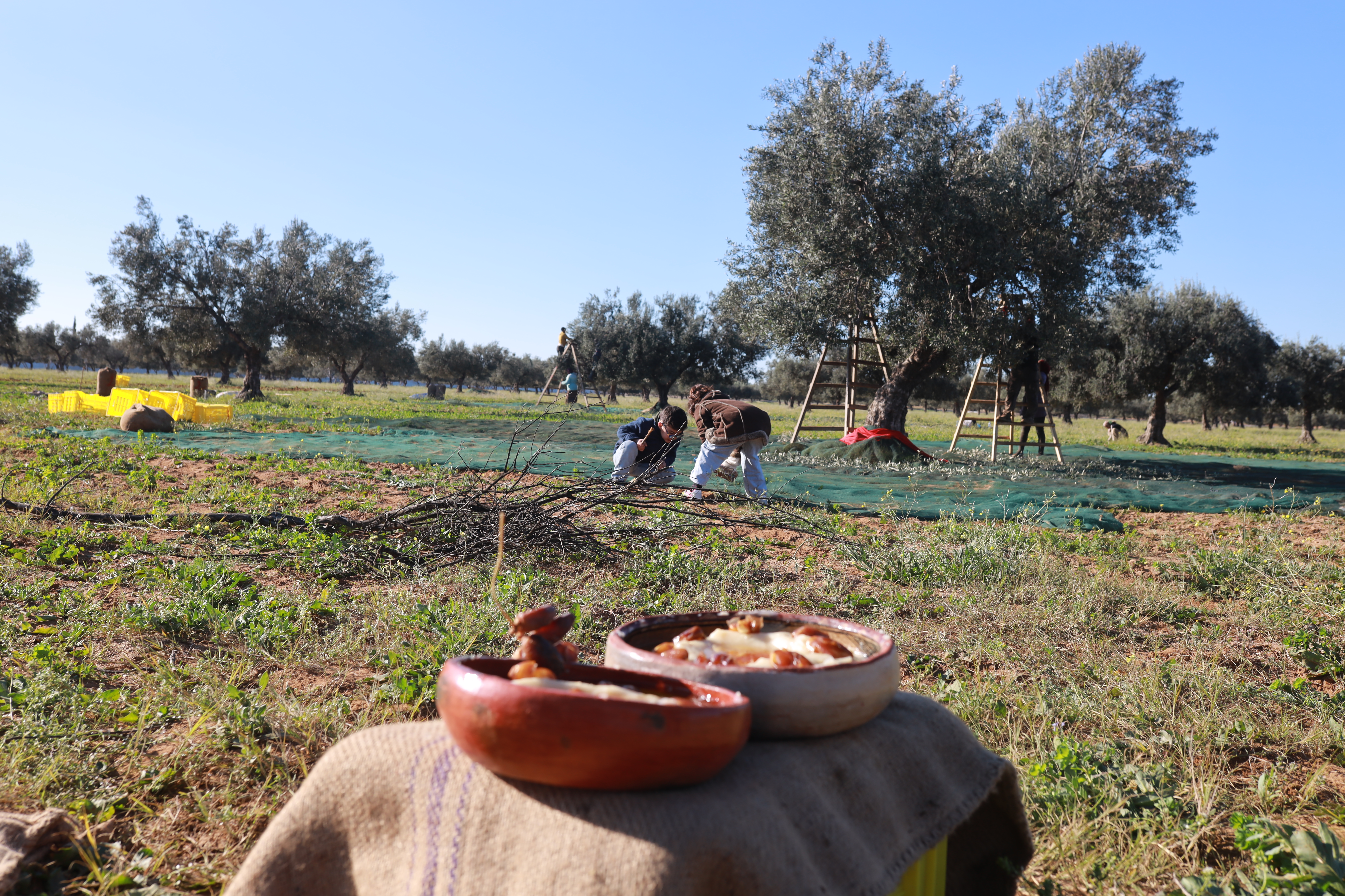 Oliviers de Zaramdine en Tunisie – Huile d’olive Fella premium