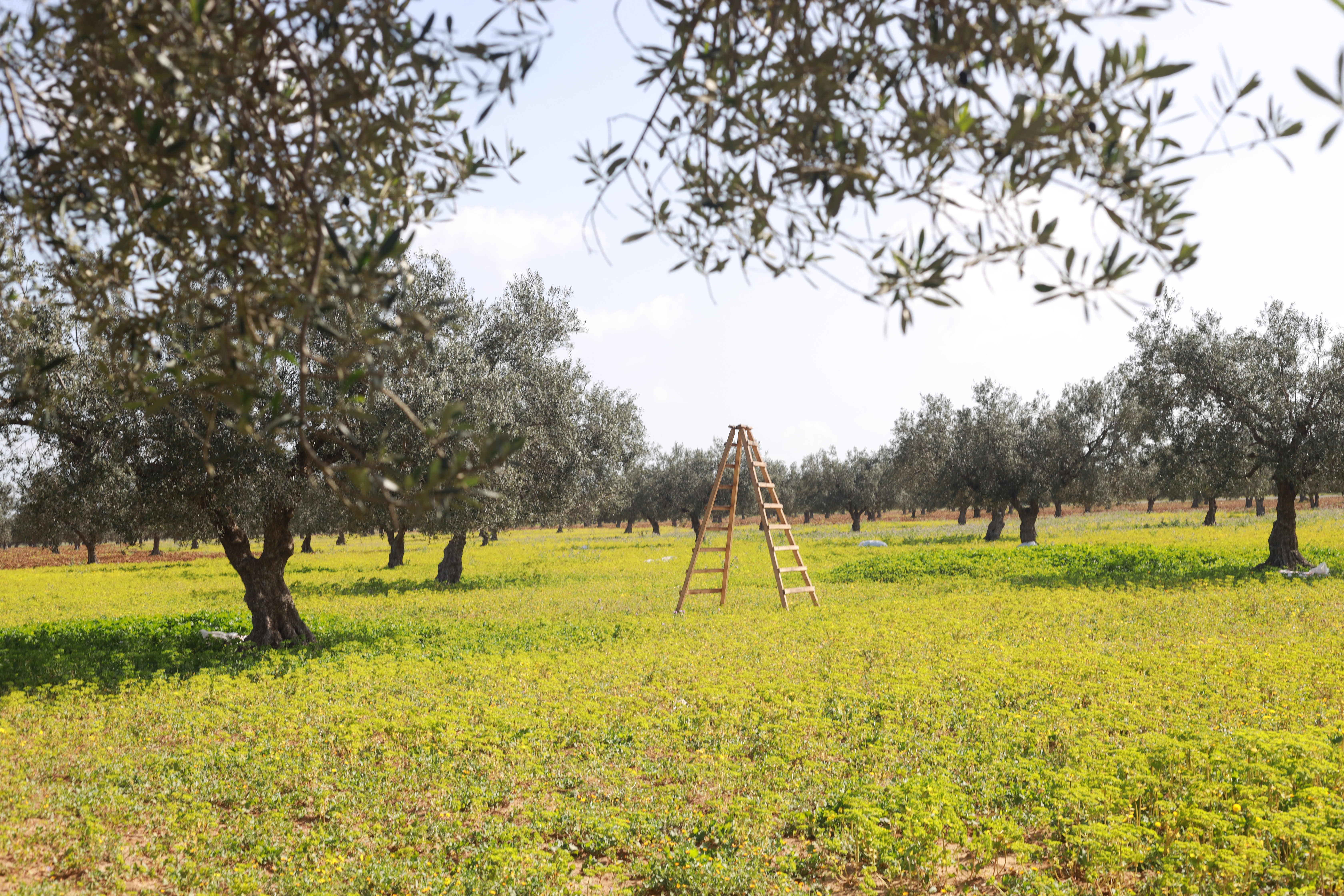 Oliviers de Zaramdine en Tunisie – Huile d’olive Fella premium