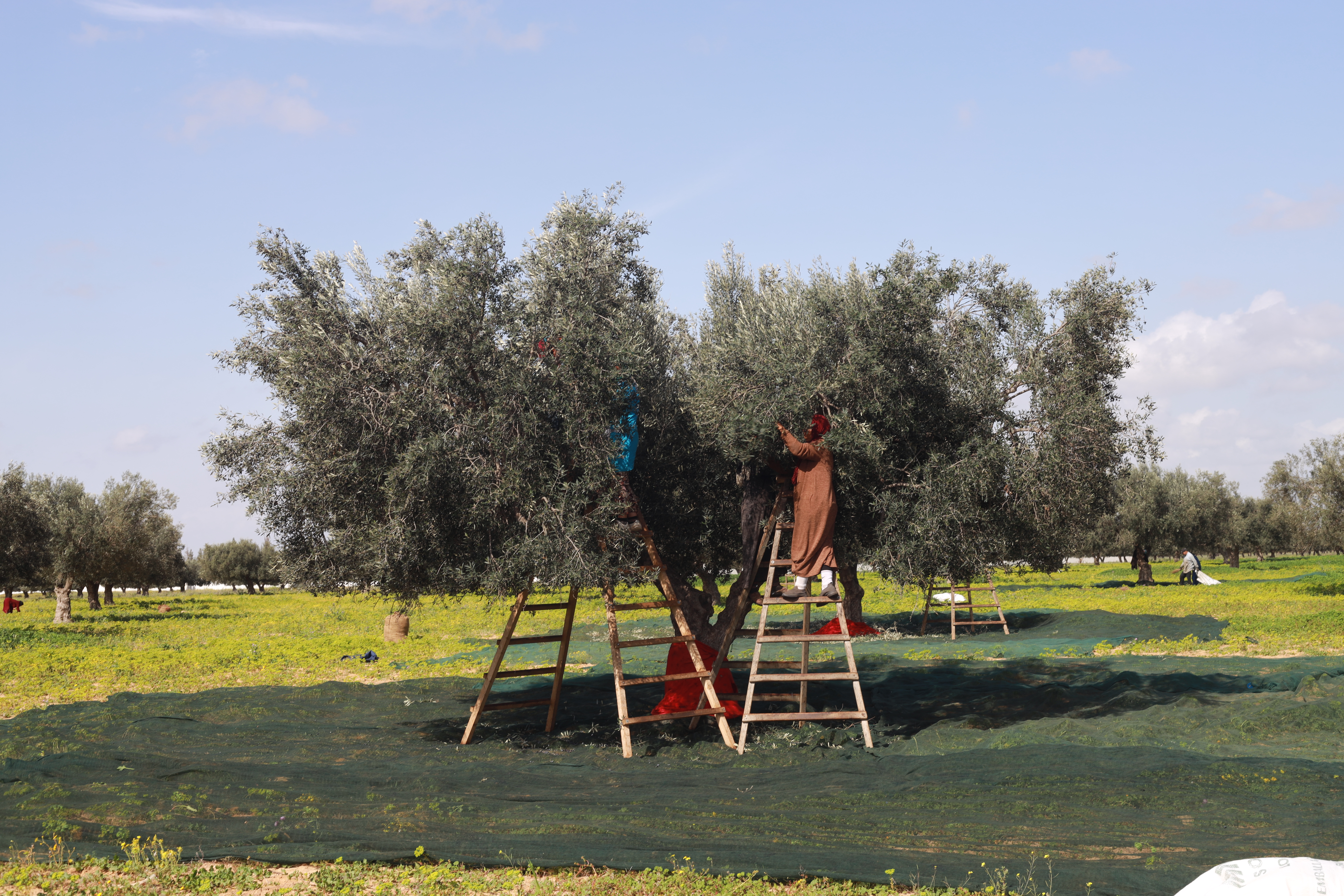 Oliviers de Zaramdine en Tunisie – Huile d’olive Fella premium