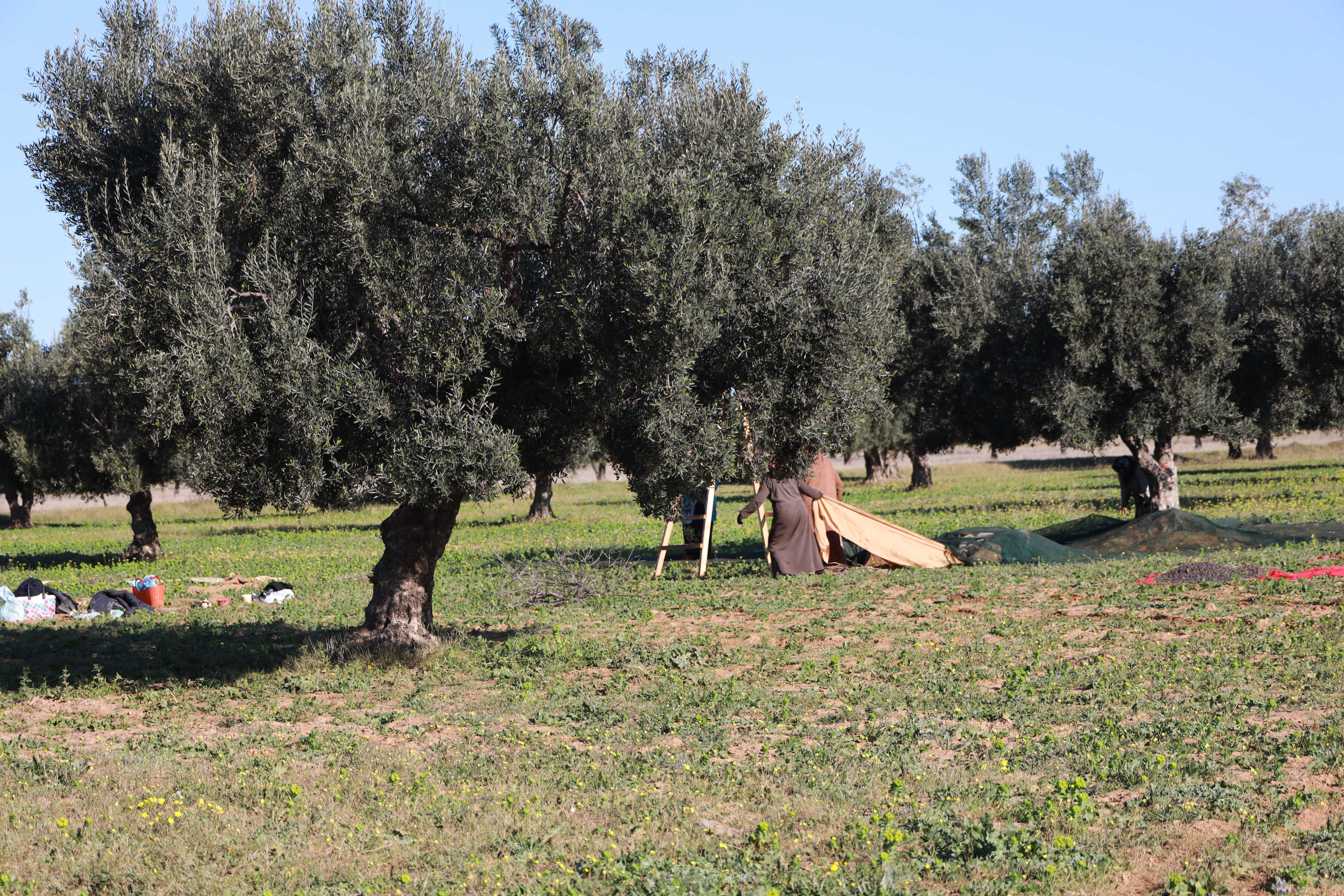 Oliviers de Zaramdine en Tunisie – Huile d’olive Fella premium