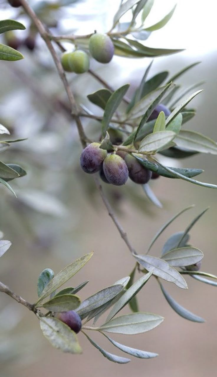 Bienfaits santé de l’huile d’olive extra vierge Fella – Zaramdine, Tunisie