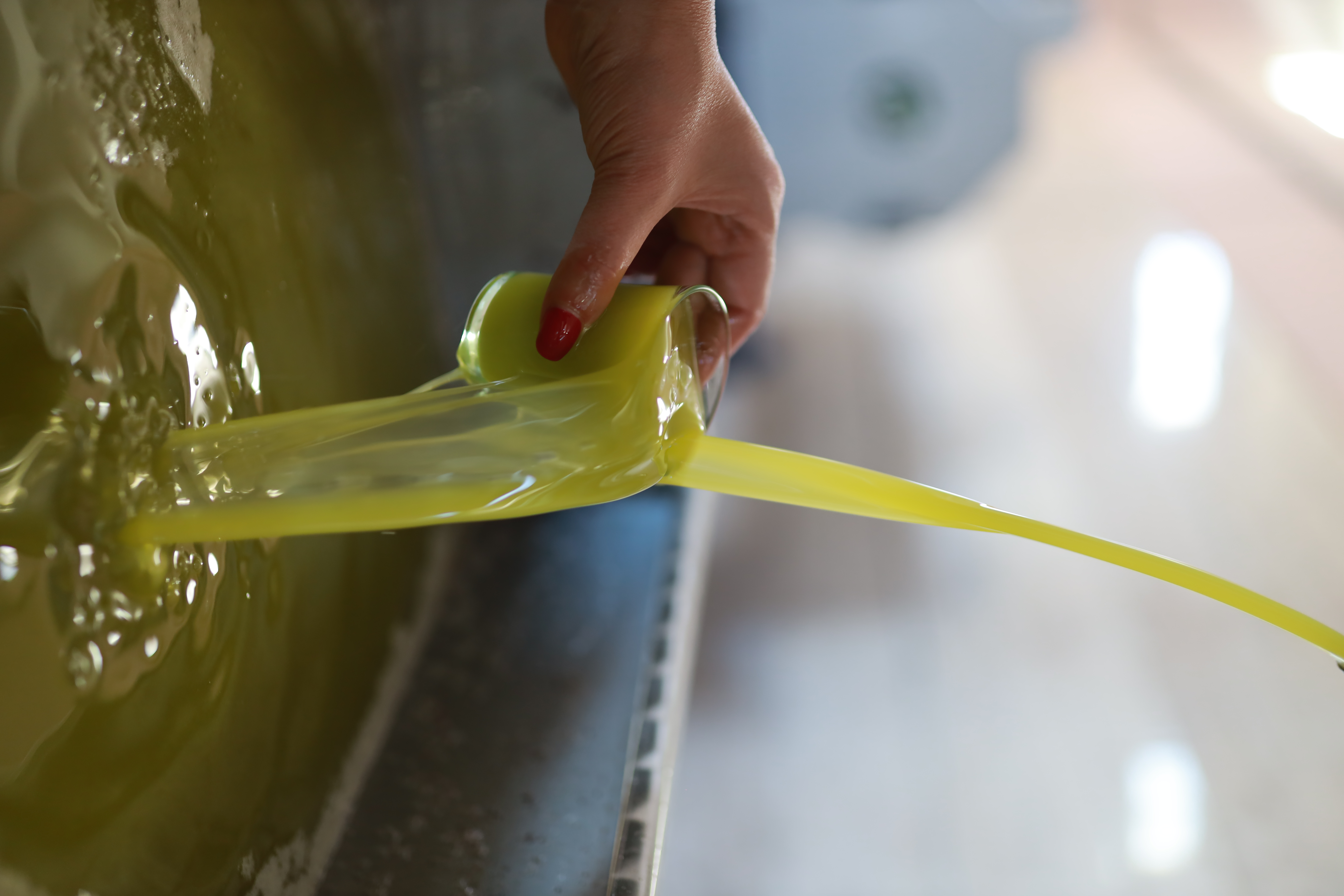 Récolte traditionnelle des olives à Zaramdine, Tunisie – huile Fella