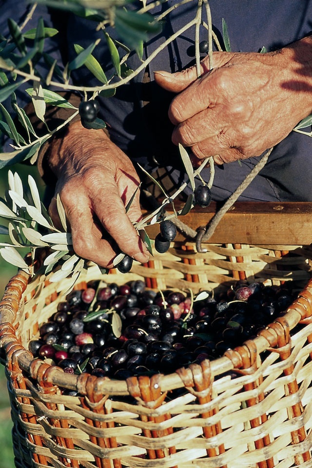 Oliviers de Zaramdine en Tunisie – Huile d’olive Fella premium